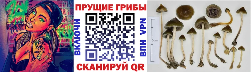 магазин продажи наркотиков  Берёзовский  Псилоцибиновые грибы Psilocybe 